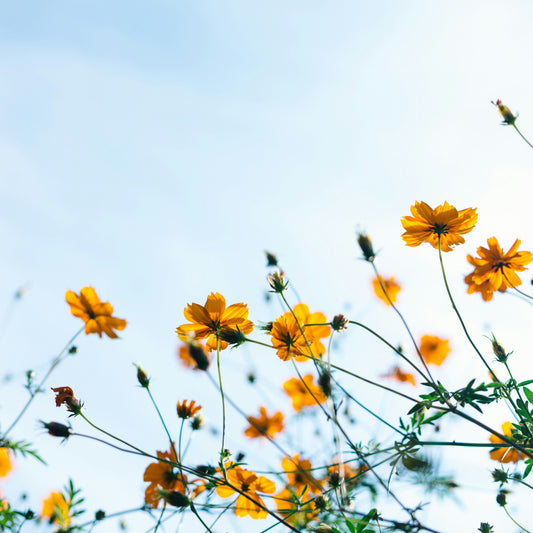 What's On In April