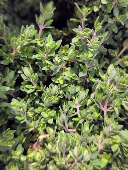 Fresh Lemon Thyme